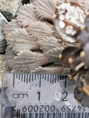 Notothlaspi rosulatum