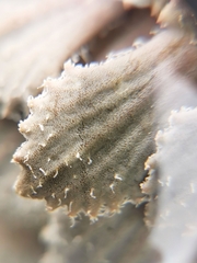 Notothlaspi rosulatum