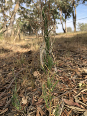 Epilobium hirtigerum