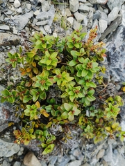 Gaultheria crassa