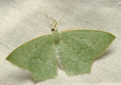 Maxates centrophylla