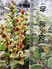 Gaultheria crassa