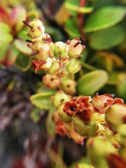 Gaultheria crassa