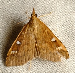 Udea hyalistis