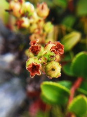 Gaultheria crassa