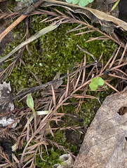 Hyophila involuta