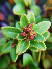 Gaultheria crassa