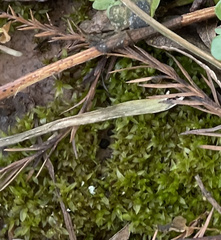 Hyophila involuta