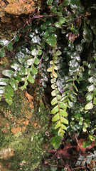 Blechnum membranaceum