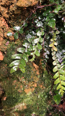 Blechnum membranaceum
