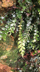 Blechnum membranaceum