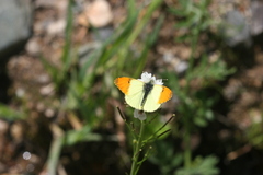 Anthocharis damone eunomia