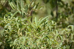 Vitex rehmannii