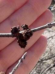 Forestiera pubescens pubescens