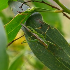 Conocephalomima barameda