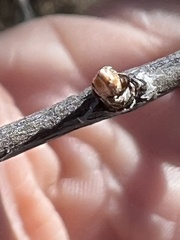 Forestiera pubescens pubescens