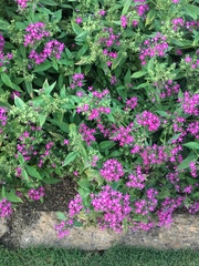 Angiospermae