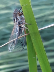 Gelidea torrida