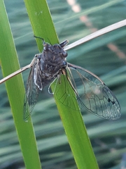 Gelidea torrida
