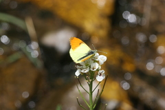 Anthocharis damone eunomia