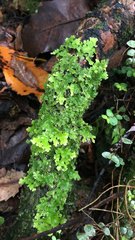 Pseudocyphellaria glabra