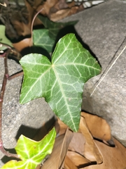 Hedera helix
