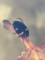 Chostonectes gigas
