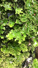 Pseudocyphellaria glabra