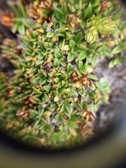 Actinotus novae-zelandiae