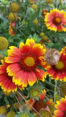 Gaillardia × grandiflora