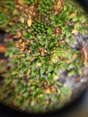Actinotus novae-zelandiae