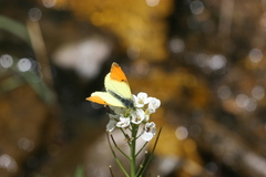 Anthocharis damone eunomia