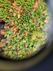 Actinotus novae-zelandiae