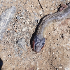 Crotaphopeltis hotamboeia