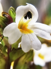 Euphrasia laingii