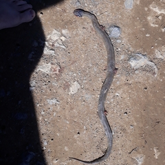 Crotaphopeltis hotamboeia