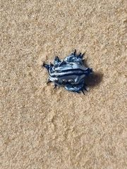 Glaucus atlanticus