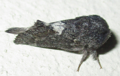 Anadiasa affinis