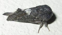 Anadiasa affinis