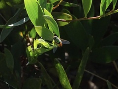 Rutilia