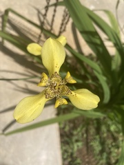 Trimezia steyermarkii