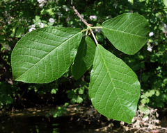 Prunus padus