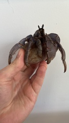 Coenobita violascens