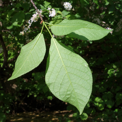 Prunus padus