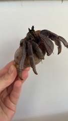 Coenobita violascens