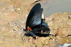 Papilio memnon agenor