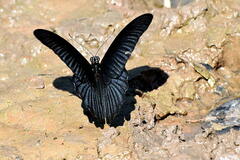 Papilio memnon agenor