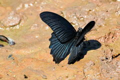 Papilio memnon agenor