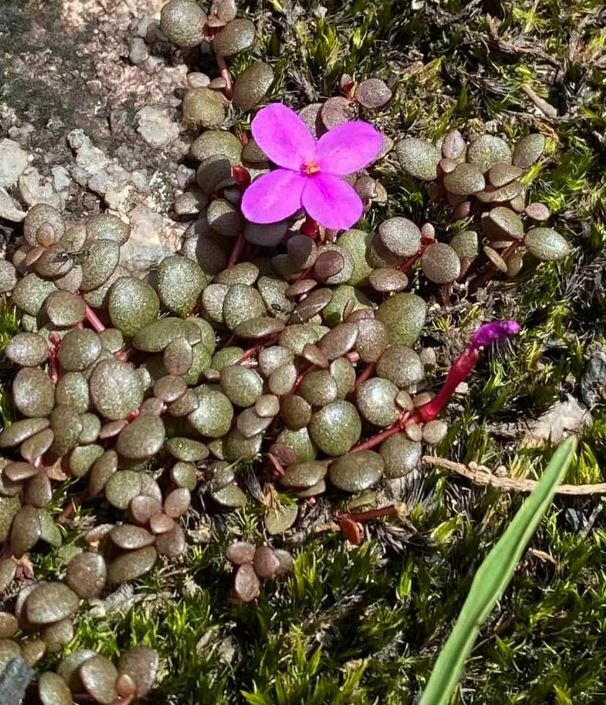 Portulaca armitii