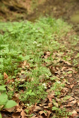 Cardamine flexuosa